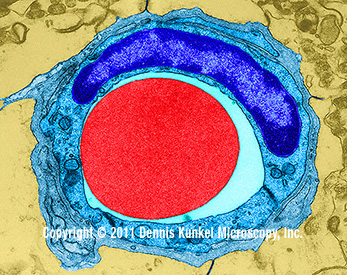 Red Blood Cell in Tiny Capillary - Dennis Kunkel Microscopy