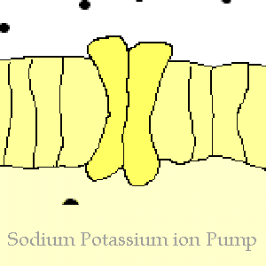 The sodium potassium ion pump key to the potassium vitamin B12 connection