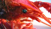 Astaxanthin gives lobsters, shrimp and flamingos their red coloring