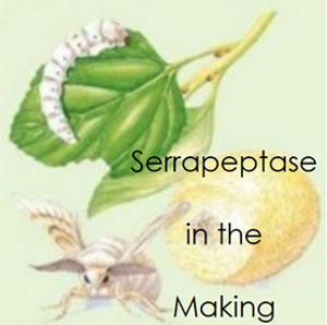 Drawing; Silkworm on mulberry leaf, cocoon, moth - Text: Serrapeptase in the Making