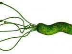 h.pylori