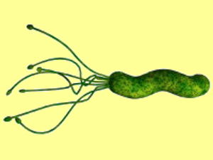 h.pylori 