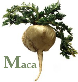 Maca root with leaves