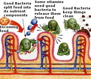 Illustration of Good Bacteria at work