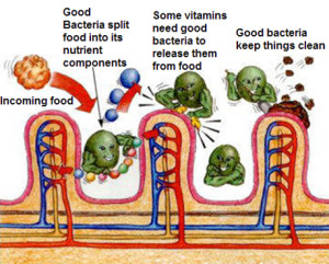 Good Bacteria at work