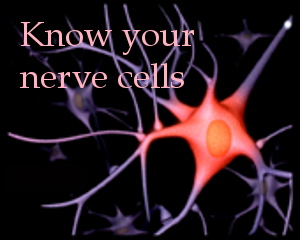 Know your nerve cells 