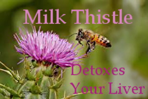 photo: Milk Thistle Flower and Bee - Text: Milk Thistle Detoxes Your Liver