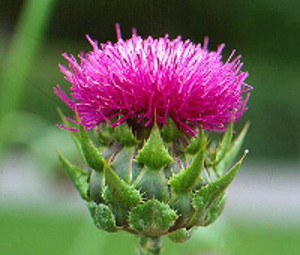 Photo - Milk Thistle Flower