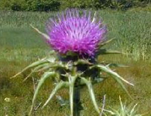 Milk Thistle flower