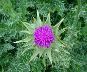 Photo - overhead view - Milk Thistle Flower surrounded by leaves 