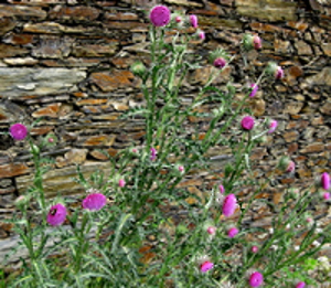 Photo - Milk Thistle flowering 