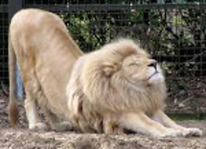 Stretching Lion - Looking Content and Limber