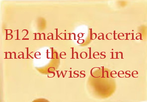 B12 making bacteria make the holes in Swiss cheese