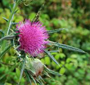 Milk Thistle Research