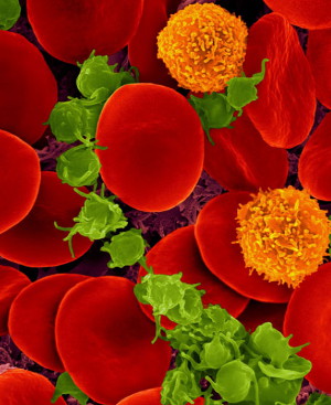 red blood cells, T cells (orange) and platelets (green.)