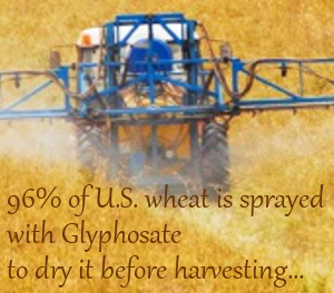 Glyphosate Wheat - Most US wheat is sprayed with glyphosate before harvest