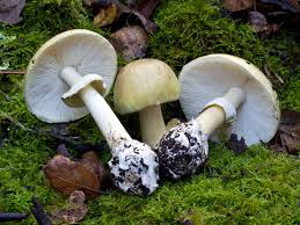 Deadly Amanita phalloides - contains toxins destructive to the liver