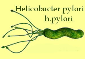 Helicobacter pylori - h.pylori