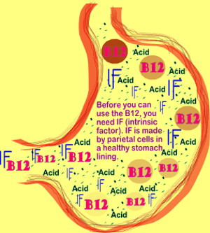 Illustration - Intrinsic Factor making vitamin B12 available for absorption 