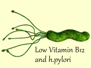h.pylori - spiral bacteria that burrow into stomach lining and reduce vitamin B12 levels