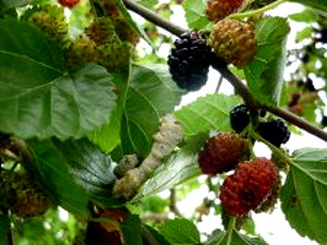 Photo - Silkworm on mulberry leaf, with mulberries in the picture