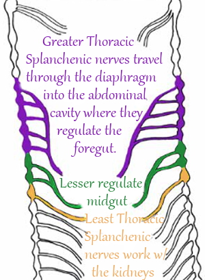 Thoracic Diaphragm Nerves