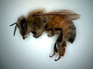 Bees love dandelions. Dandelions sprayed with Roundup contain glyphosate. Thus, RoundUp kills bees.