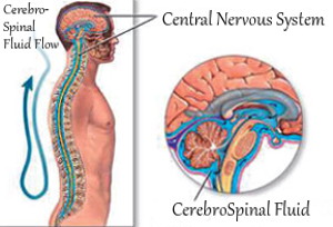 Central Nervous System -Cerebro Spinal Fluid Illustration