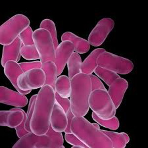 Lactobacillus