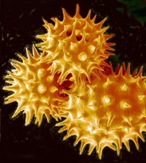 Microscopic view of pollen