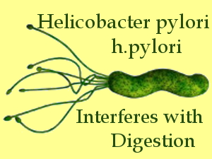 h.pylori causes vitamin B12 malabsorption by burrowing into the stomach lining and lowering acid production