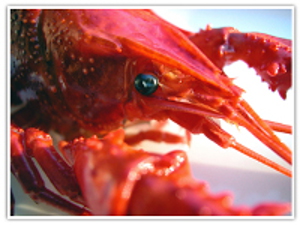 Astaxanthin gives lobsters, shrimp and flamingos their red coloring