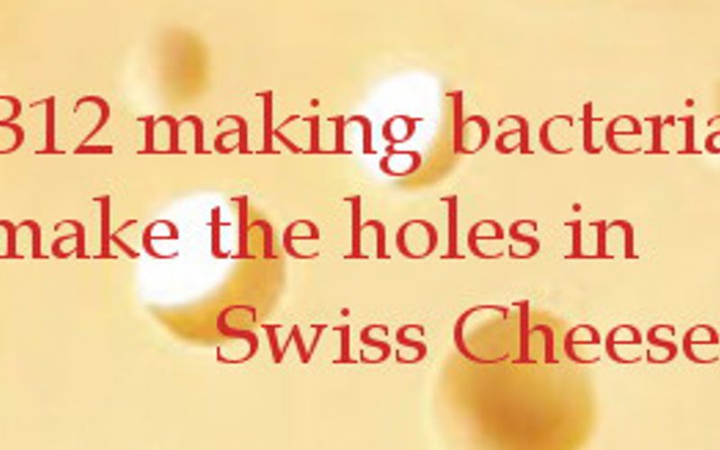 Swiss cheese has live B12 making bacteria · Health Boundaries