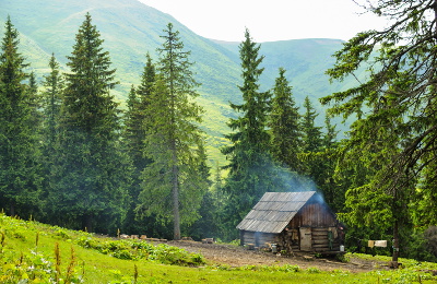 Pine forest in Mountains