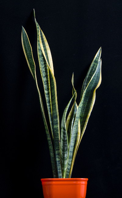 Mother in Law Tongue, also known as Sansevieria and Snake Plant