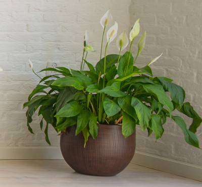 Peace Lily