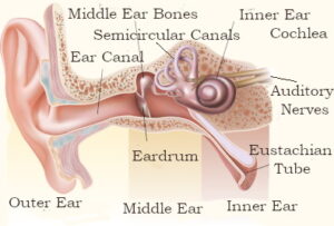 Does Nerve Damage Cause Tinnitus?